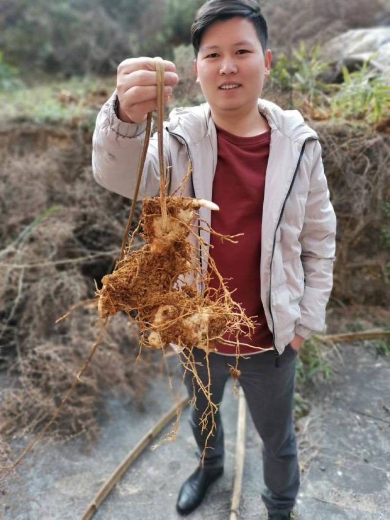 姜型多花不倒苗黄精包成活包技术包回收