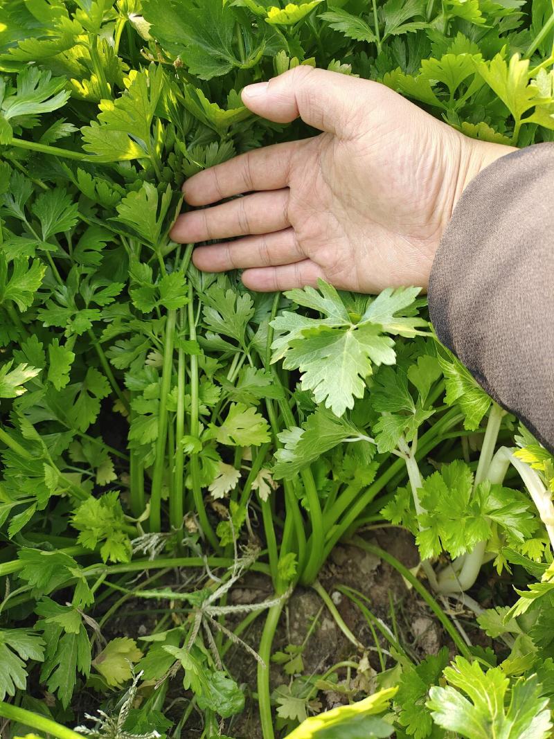 湖北精品芹菜香芹，西芹大量供应！绿叶，无病虫