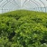 湖北精品芹菜香芹，西芹大量供应！绿叶，无病虫