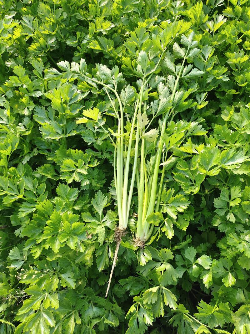 湖北精品芹菜香芹，西芹大量供应！绿叶，无病虫