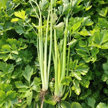 湖北精品芹菜香芹，西芹大量供应！绿叶，无病虫