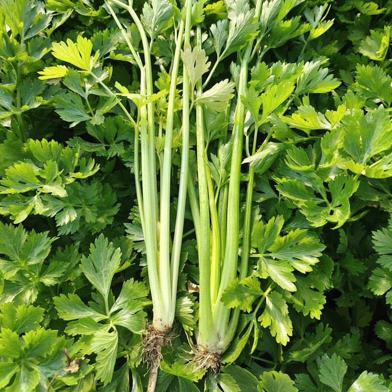 湖北精品芹菜香芹，西芹大量供应！绿叶，无病虫