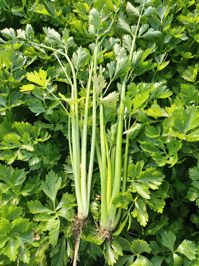 湖北精品芹菜香芹，西芹大量供应！绿叶，无病虫