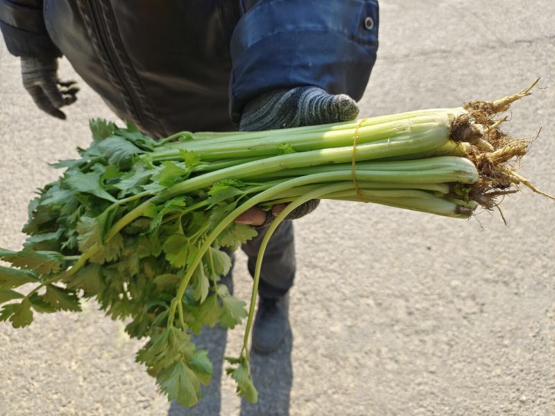 湖北精品芹菜香芹，西芹大量供应！绿叶，无病虫