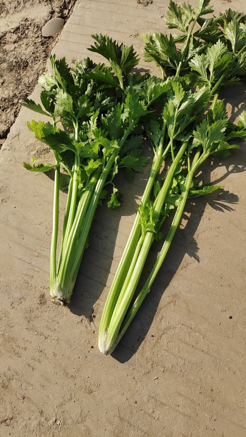 湖北精品芹菜香芹，西芹大量供应！绿叶，无病虫