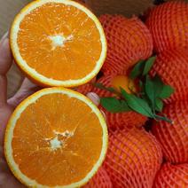 橙子，九月红爱媛38果冻橙皮薄汁多果肉细腻电商果市场果，