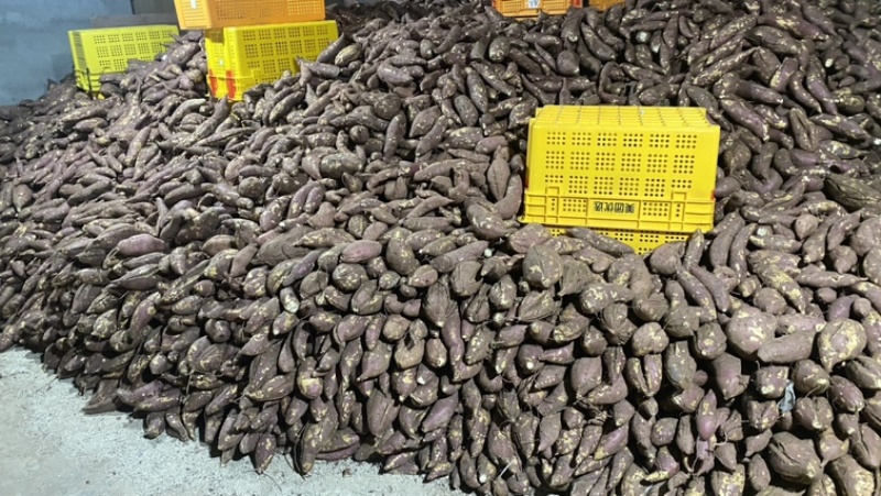 四川商薯19板栗红薯地瓜红薯番薯现货供应