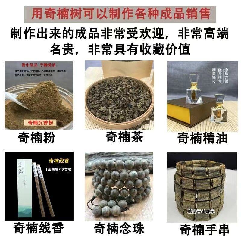 新一代棋楠嫁接苗沉香树苗沉香苗品种优良包纯正自然结香