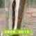新一代棋楠嫁接苗沉香树苗沉香苗品种优良包纯正自然结香