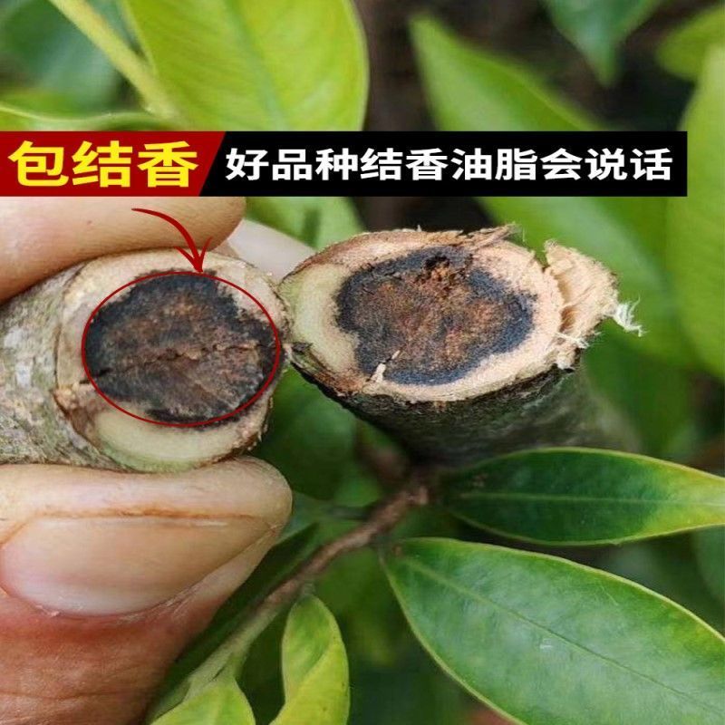 新一代棋楠嫁接苗沉香树苗沉香苗品种优良包纯正自然结香
