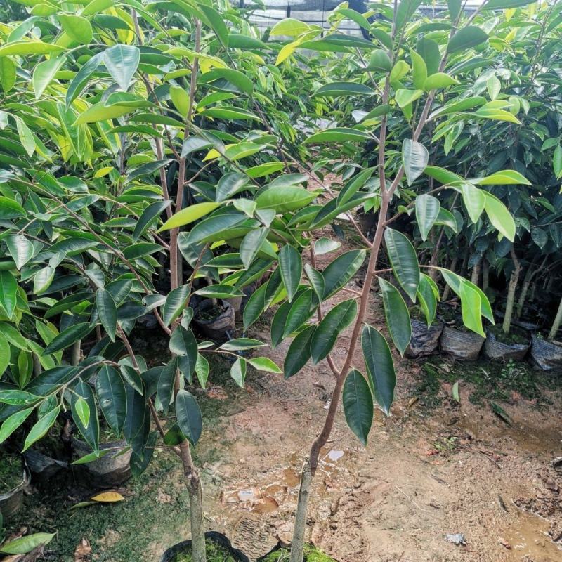 新一代棋楠嫁接苗沉香树苗沉香苗品种优良包纯正自然结香