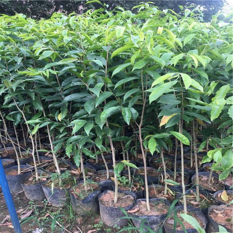 新一代棋楠嫁接苗沉香树苗沉香苗品种优良包纯正自然结香