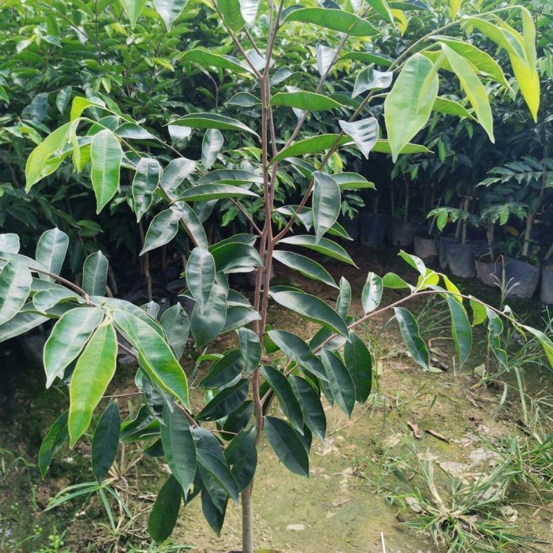 新一代棋楠嫁接苗沉香树苗沉香苗品种优良包纯正自然结香