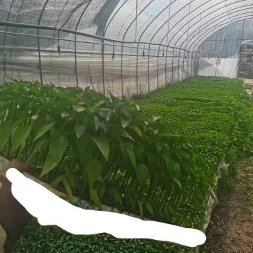 辣椒苗