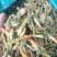 丘北青辣椒干