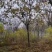 黄山栾树12-15-18-20公分大量苗圃直销