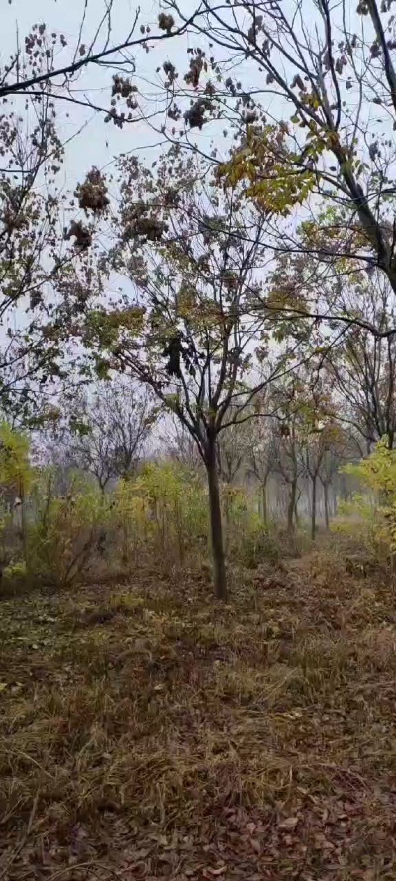 黄山栾树12-15-18-20公分大量苗圃直销