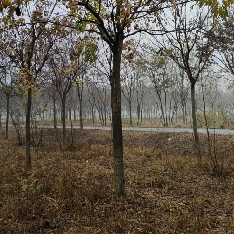 黄山栾树12-15-18-20公分大量苗圃直销