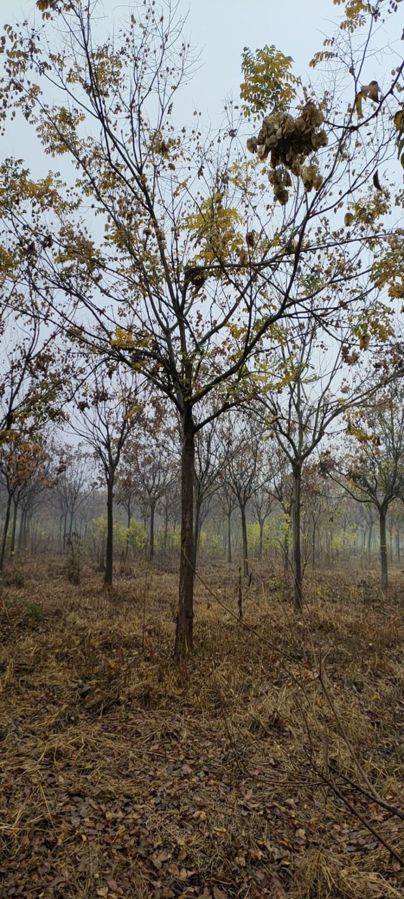 黄山栾树12-15-18-20公分大量苗圃直销