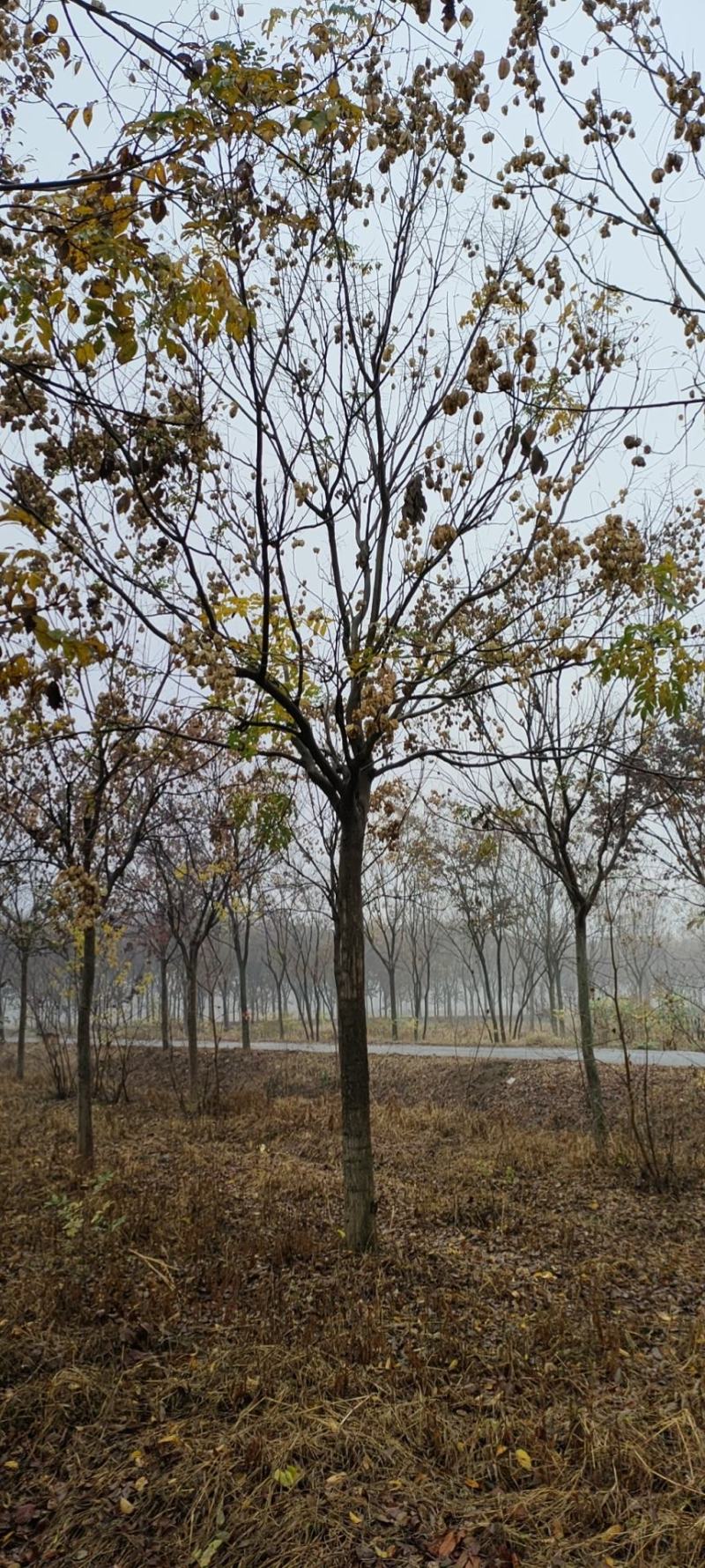 黄山栾树12-15-18-20公分大量苗圃直销