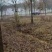 黄山栾树12-15-18-20公分大量苗圃直销
