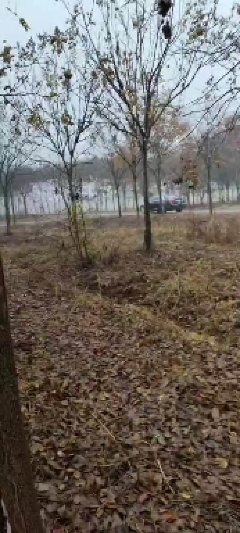 黄山栾树12-15-18-20公分大量苗圃直销