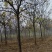 黄山栾树12-15-18-20公分大量苗圃直销