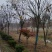 黄山栾树12-15-18-20公分大量苗圃直销