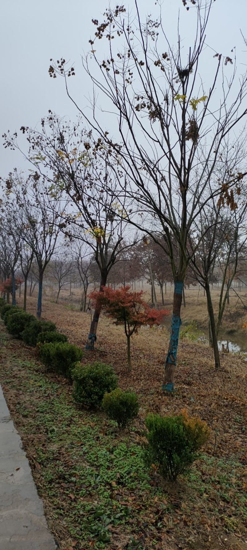 黄山栾树12-15-18-20公分大量苗圃直销