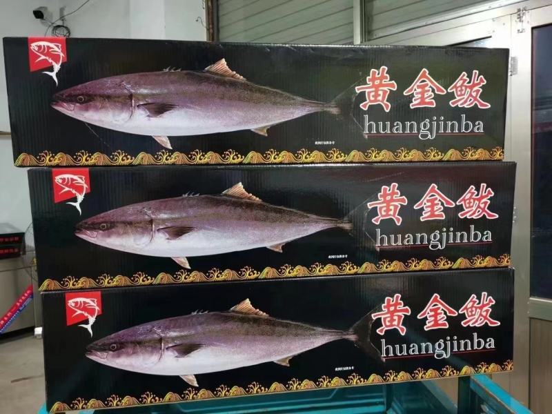 精品黄金鲅，现量发货，支持全国发货！一件代发！礼品打包！