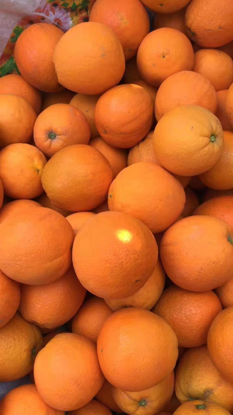 湖北秭归中华红橙，伦晚橙大量上市，个大皮薄，颜色好口感甜