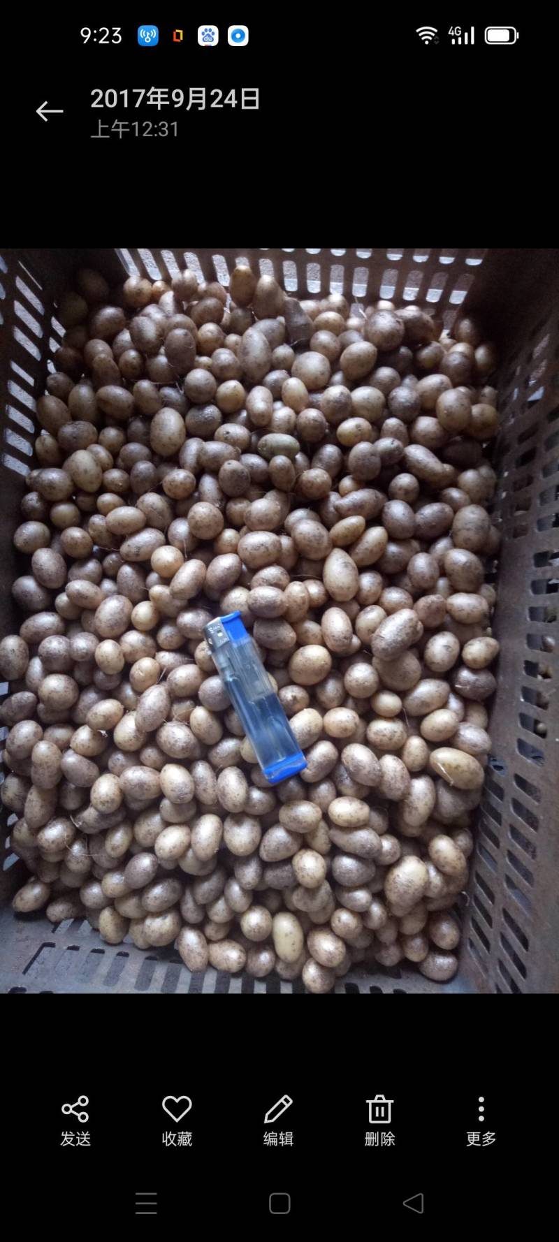 黑龙江土豆种子，荷兰十五土豆种，荷兰七，种子大量现货出