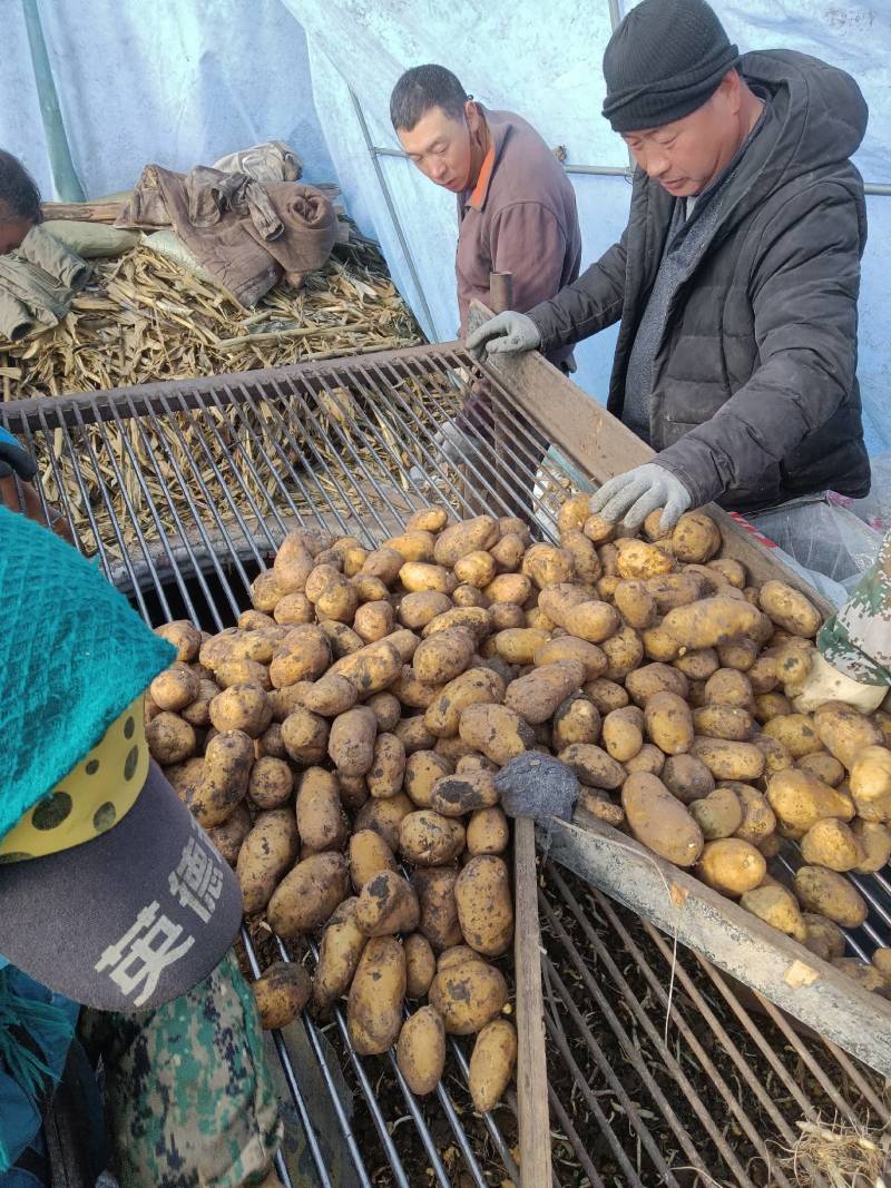 黑龙江土豆种子，荷兰十五土豆种，荷兰七，种子大量现货出
