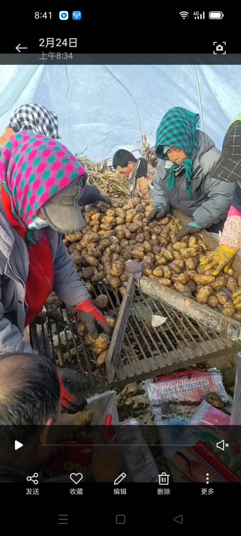 黑龙江土豆种子，荷兰十五土豆种，荷兰七，种子大量现货出
