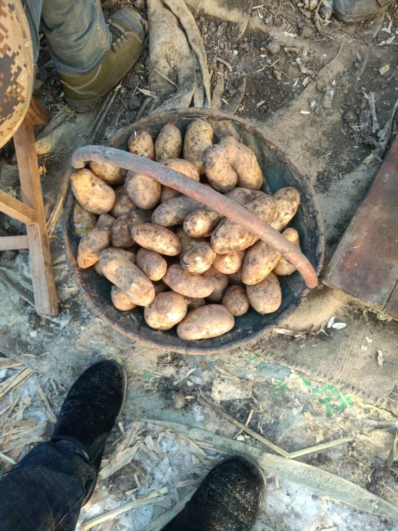 黑龙江土豆种子，荷兰十五土豆种，荷兰七，种子大量现货出