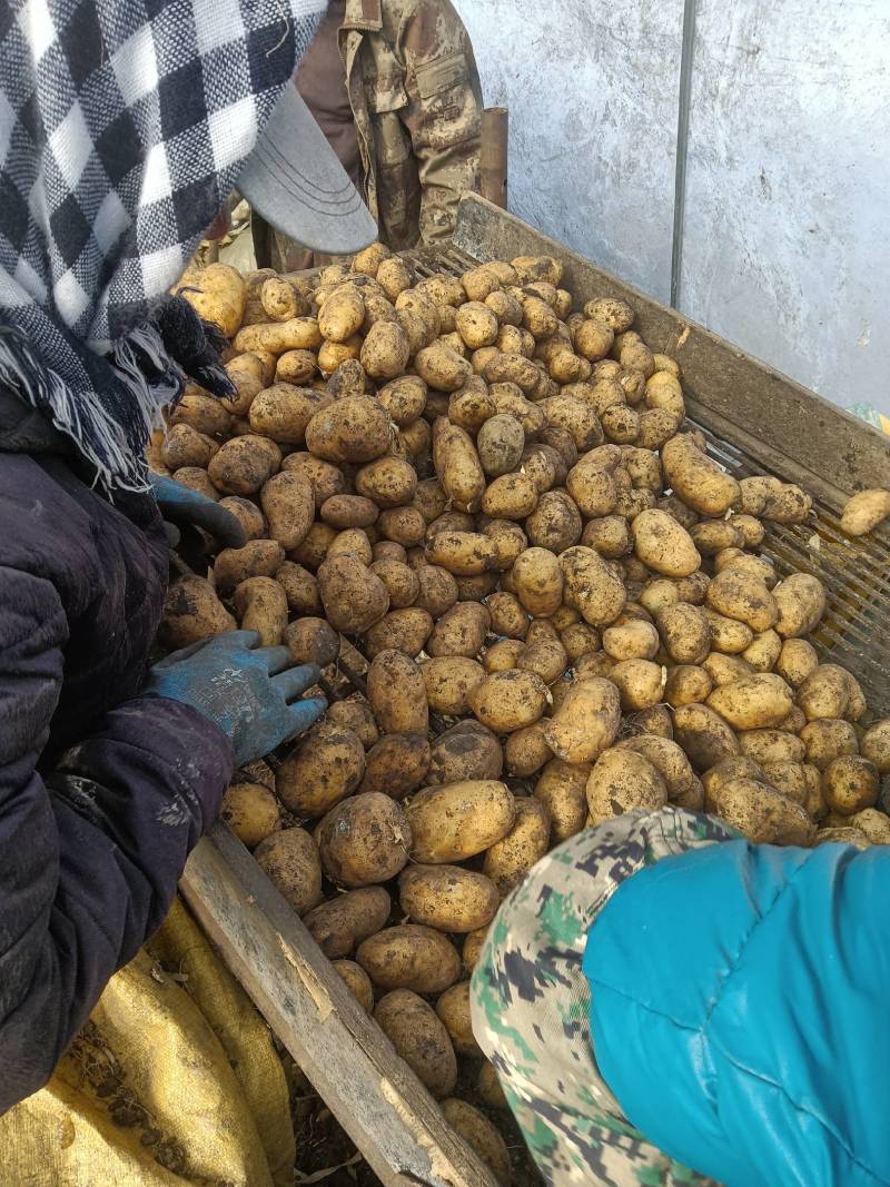 黑龙江土豆种子，荷兰十五土豆种，荷兰七，种子大量现货出