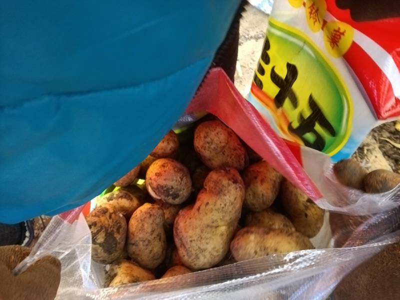黑龙江土豆种子，荷兰十五土豆种，荷兰七，种子大量现货出