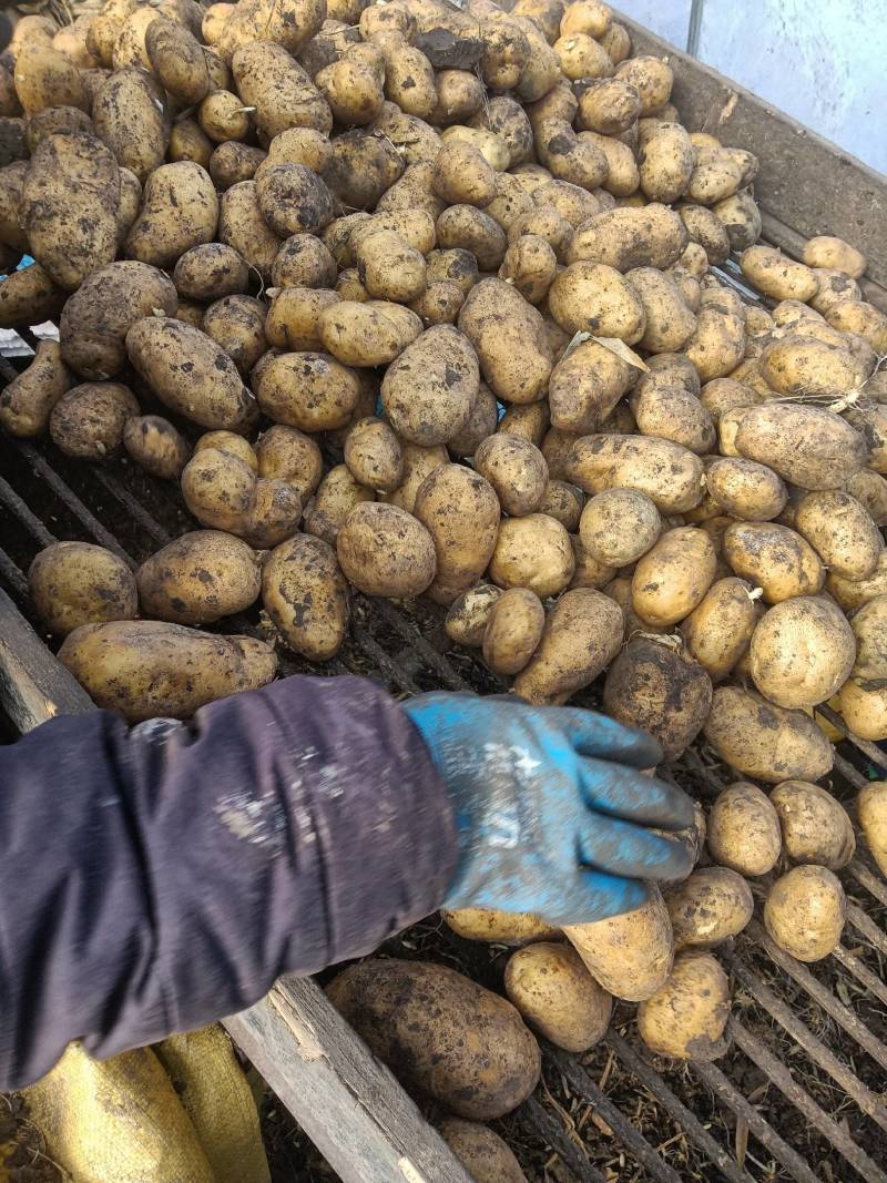 黑龙江土豆种子，荷兰十五土豆种，荷兰七，种子大量现货出