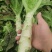 [莴苣]莴笋红叶香莴苣产地直供欢迎来电采购
