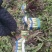 [莴苣]莴笋红叶香莴苣产地直供欢迎来电采购