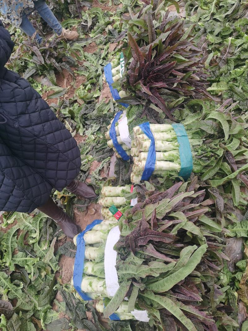 [莴苣]莴笋红叶香莴苣产地直供欢迎来电采购
