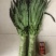 紫叶香莴笋