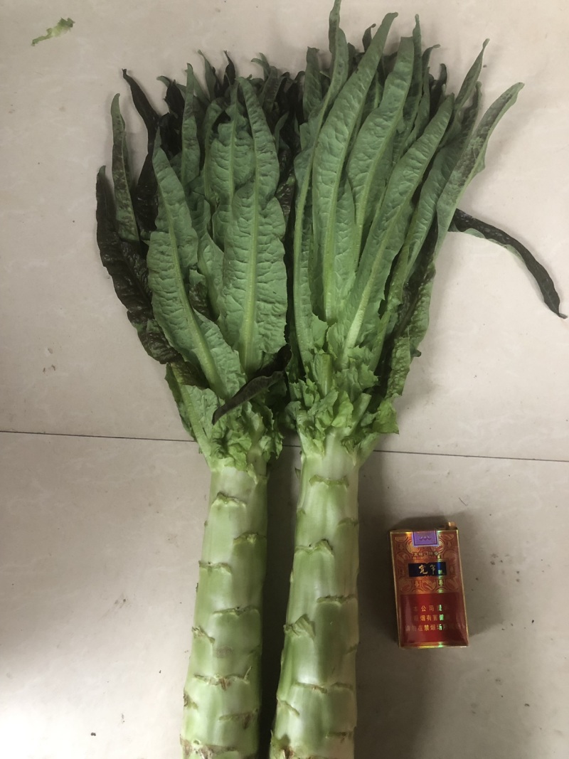 紫叶香莴笋