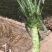 紫叶香莴笋