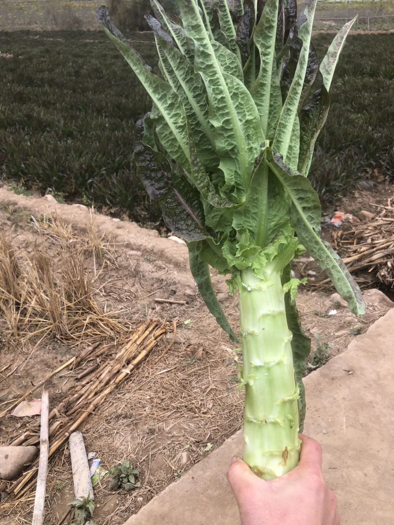 紫叶香莴笋