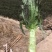 紫叶香莴笋