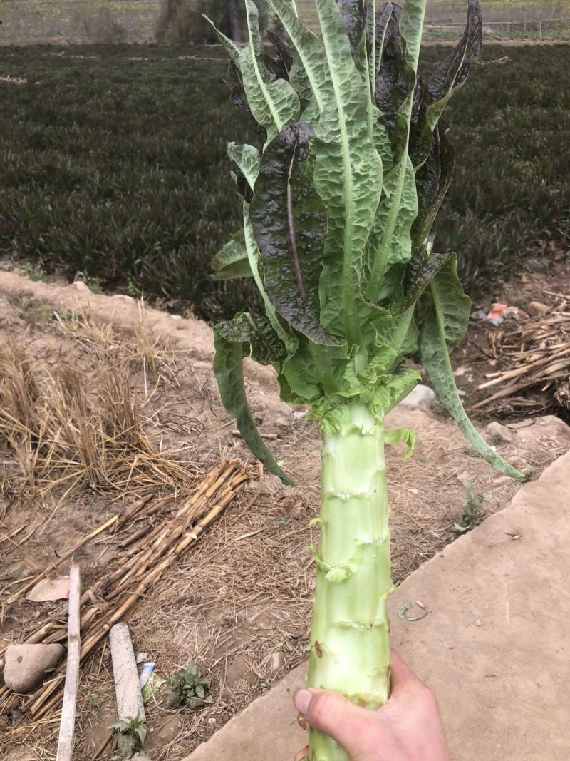 紫叶香莴笋