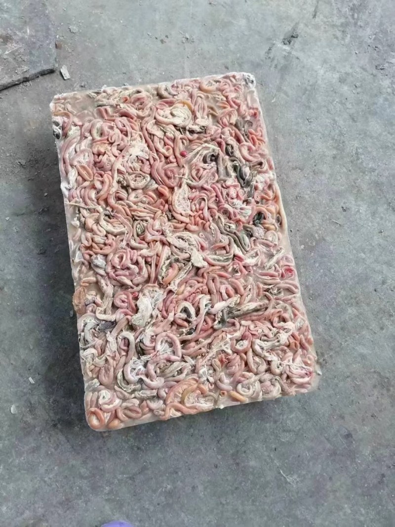 鸡肠小包装，箱装，板冻黄金鸡肠，817鸡肠，规格齐全现货