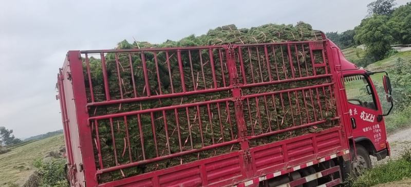 马尼拉草坪草坪草
