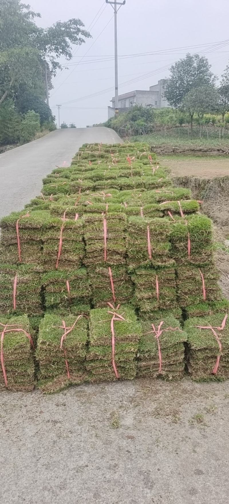 马尼拉草坪草坪草